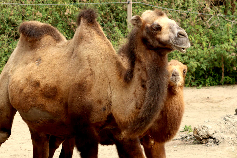 Kamelen in de kleinschalige dierentuin Kasteelpark Born