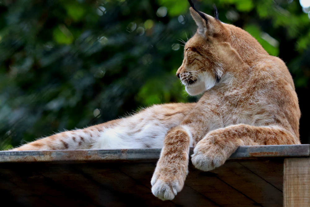 De lynx past ook prima in dit kleinschalige dierenpark