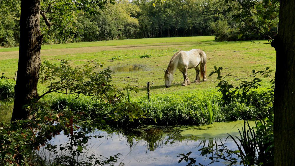 paard op grasland bij de Trage Tocht Heeswijk