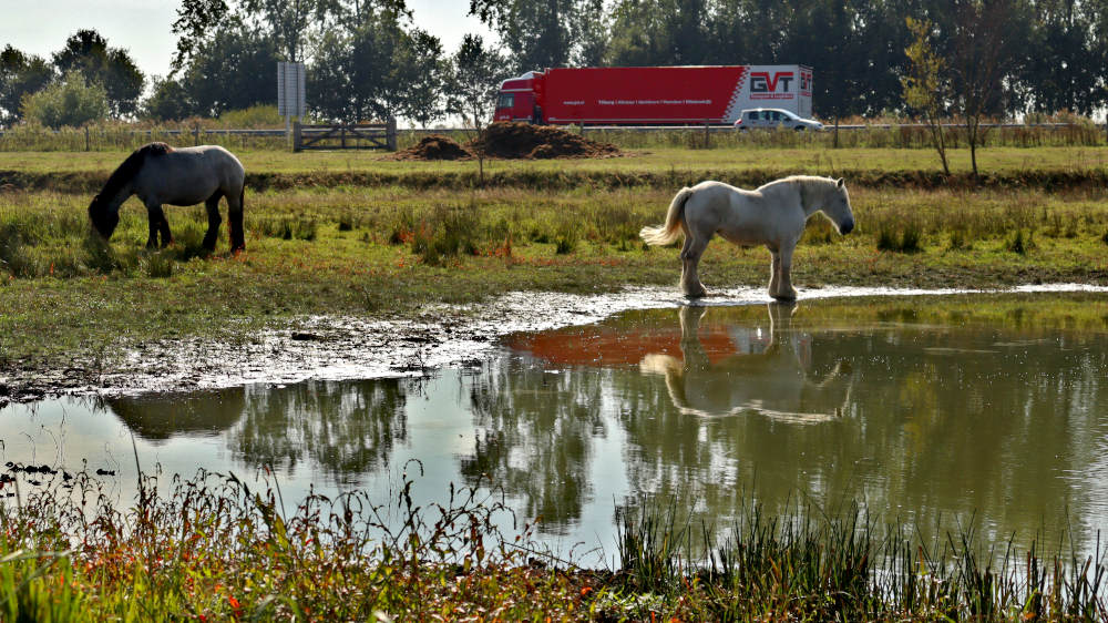paarden staan mooi te wezen, maar de snelweg verstoort het plaatje wel langs de wanderoute vanuit Heeswijk.