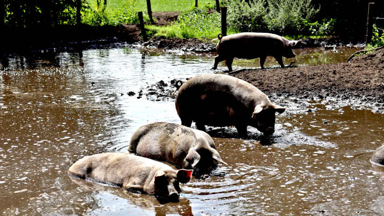 Deze varkens hebben een erg fijn even in de modder en op een groot perceel