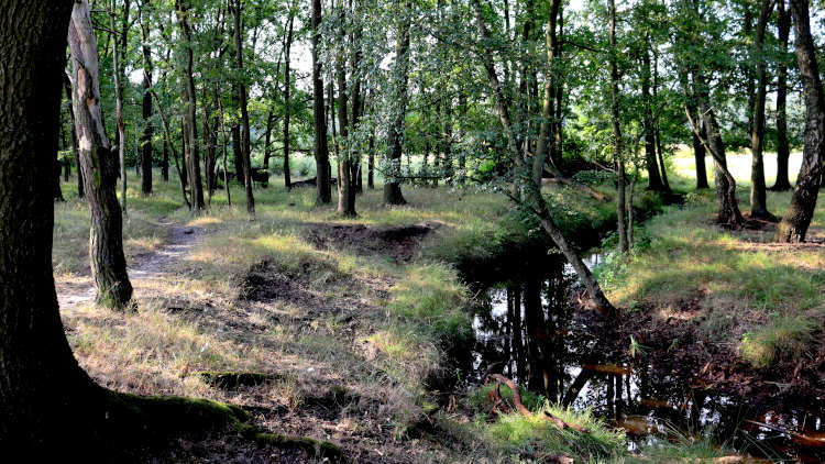 Esperloop tijdens de Trage Tocht, het mooiste wandelpad langs een beek in Brabant 