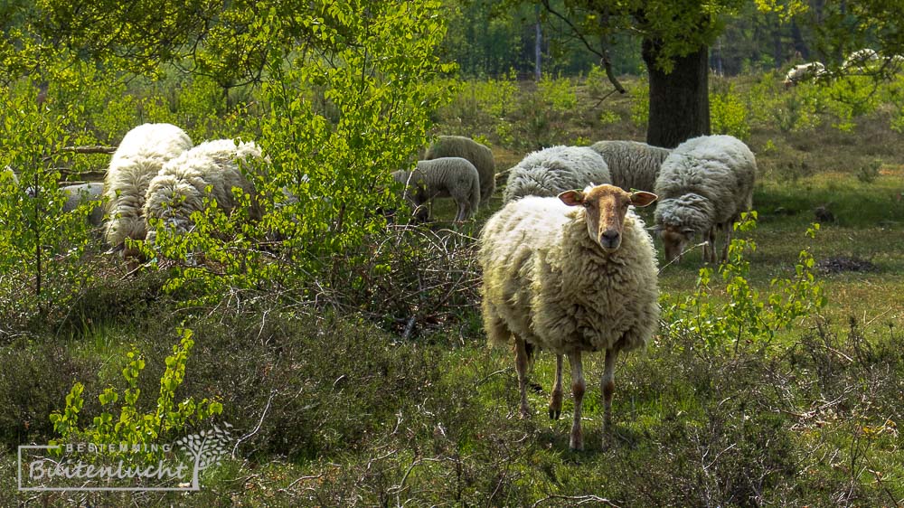 schapen op de overasseltse en Hatertse Vennen