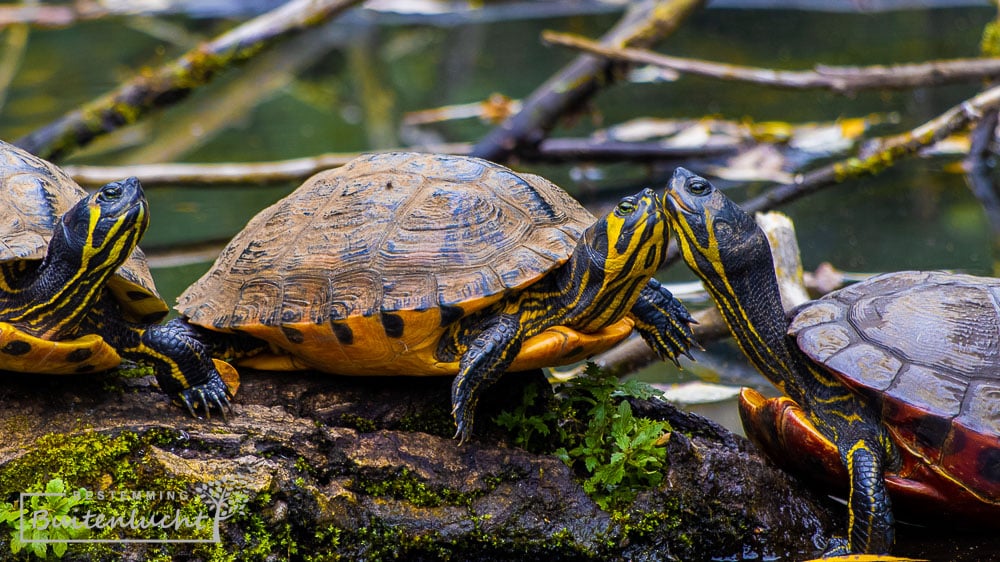 Schildpadden in het Jammerdal in Venlo