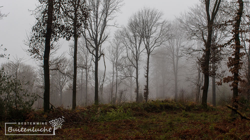 Mist in het Vijlenerbos
