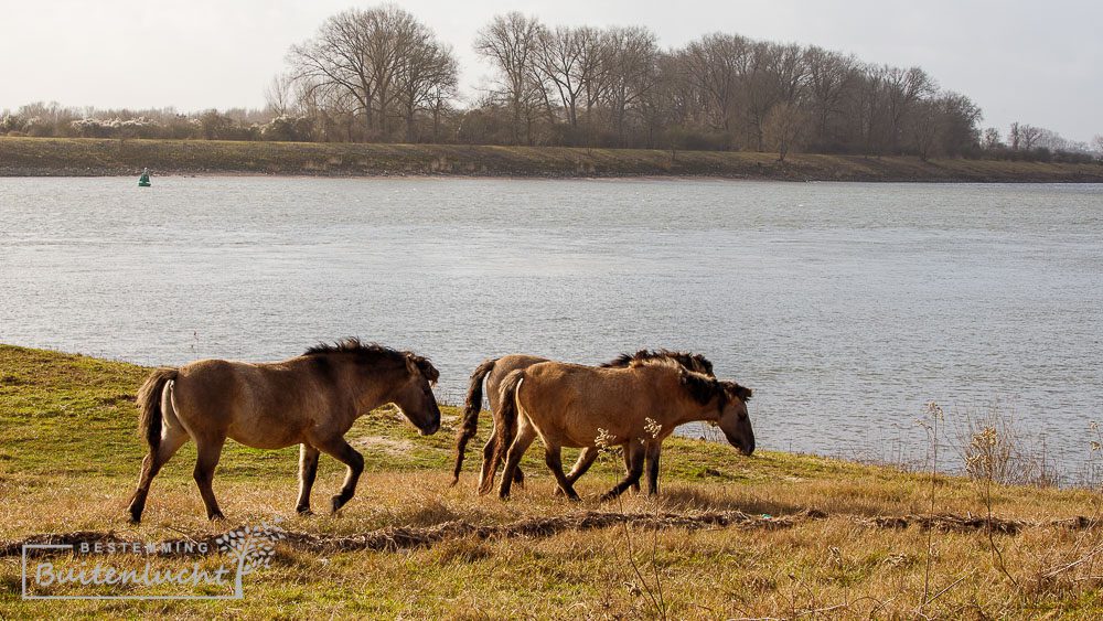 Konikpaarden in de Klompenwaard bij Doornenburg
