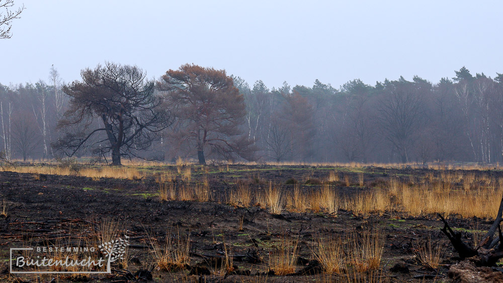 Verbrande grond bij Herkenbosch
