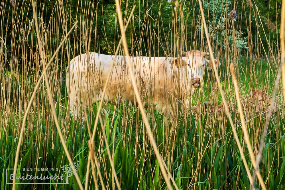 Koe in de Urkhovense Zeggen