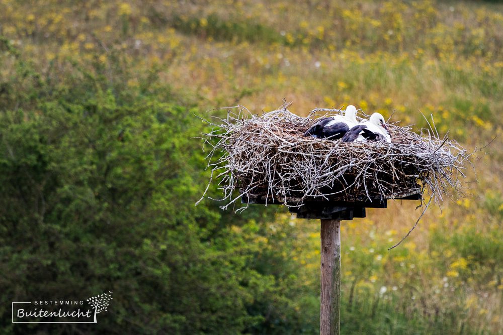 Ooievaars op nest in Duursche Waarden