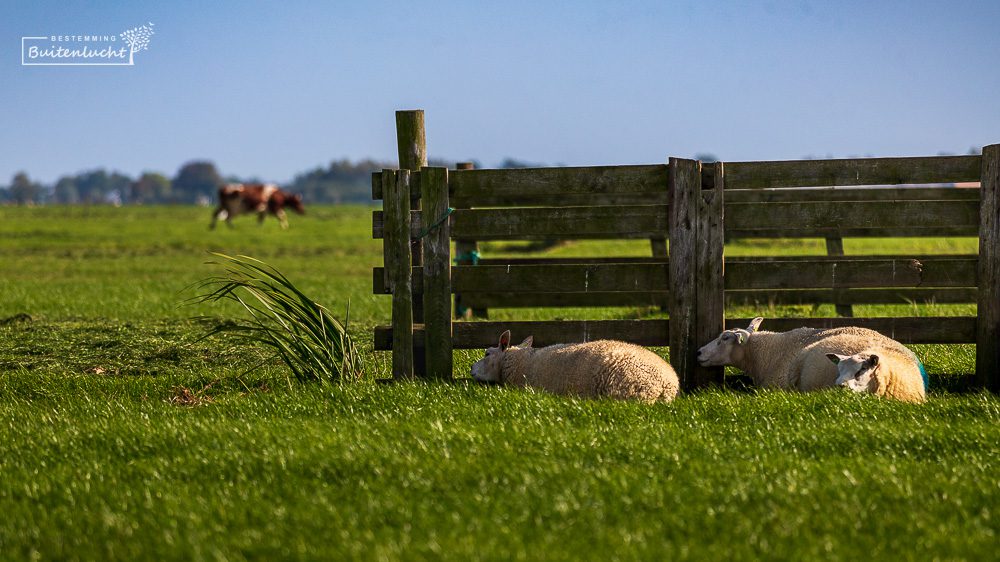 schapen in de polder