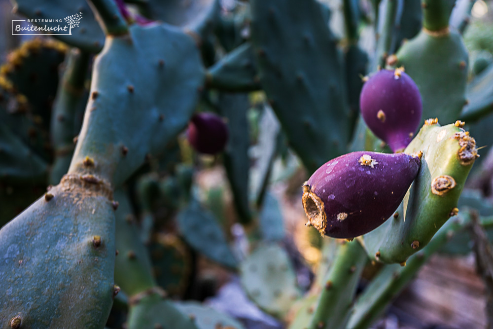 Cactussen en vetplanten tijdens wandelroute Zuidas