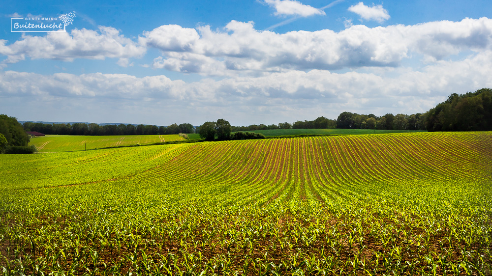 kleine maïsplantjes op de grens van Duitsland en Nederland bij wandelen van alternatief voor de N70