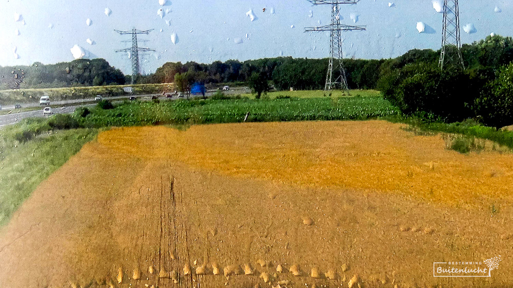 Peelrandbreuk in het maïsveld