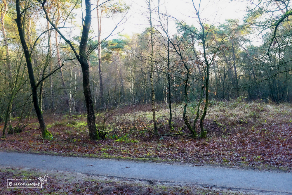 Grafheuvel in de bossen bij het Bomenpark Heesch